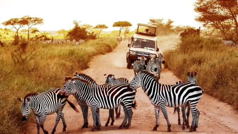 3-days-tanzania-budget-safari