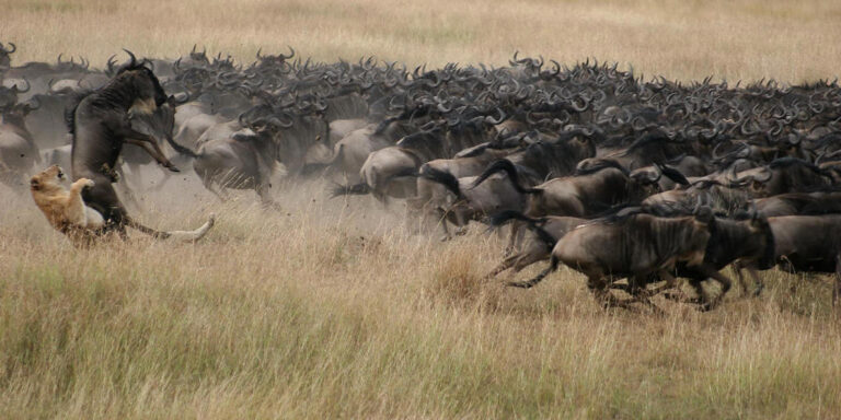 mara-plains-wildebeest