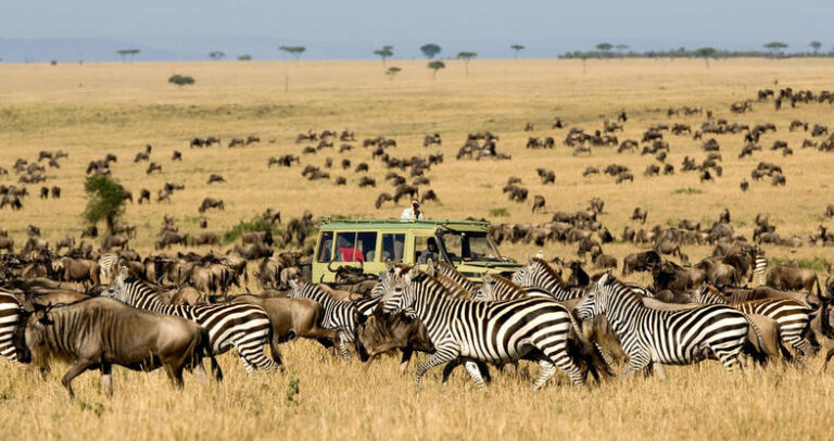 sayari-camp-game-drive-migration